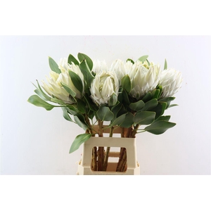 Protea Arctic Ice