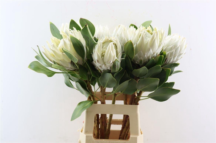 <h4>Protea Arctic Ice</h4>