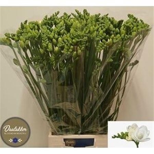 Fr Du Essence Extra!!