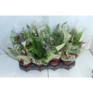 ASPLENIUM VARIADO P14