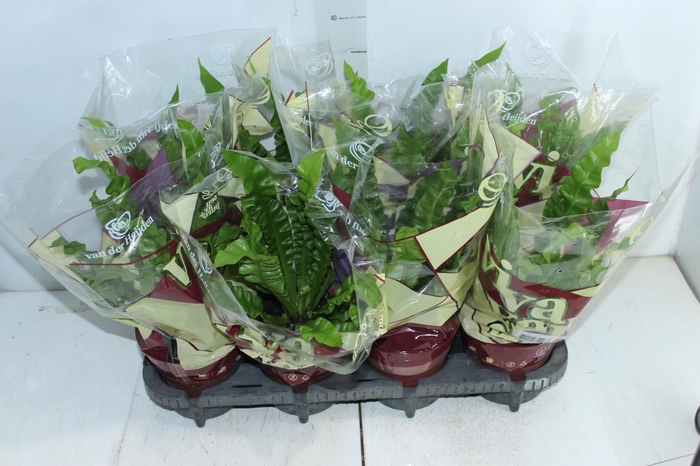 <h4>ASPLENIUM VARIADO P14</h4>