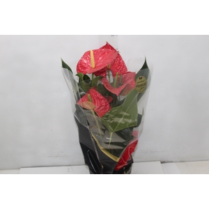 ANTHURIUM OREGON P17 VERMELHO PREMIUM