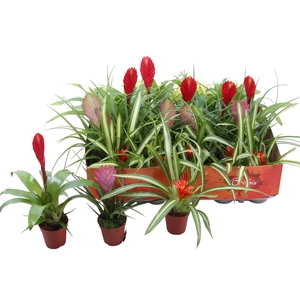 BROMELIA GEM