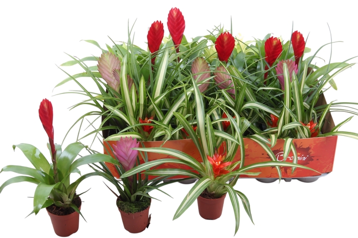 <h4>BROMELIA GEM</h4>