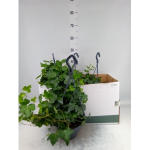 Hedera helix 'Wonder'