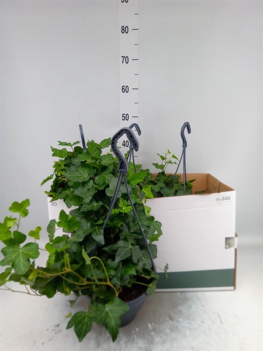 <h4>Hedera helix 'Wonder'</h4>
