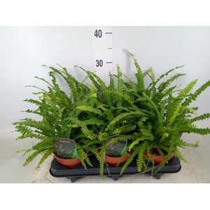 Nephrolepis cord. 'Duffii'