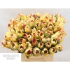 Leucadendron Pom-Pom Rood Spray