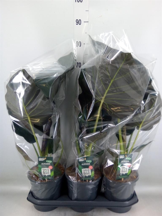 <h4>Alocasia  'Regal Shields'</h4>