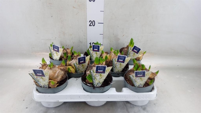 <h4>Hyacinthus orie. 'Multifl' ..</h4>