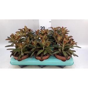 Kalanchoe NF tomentosa