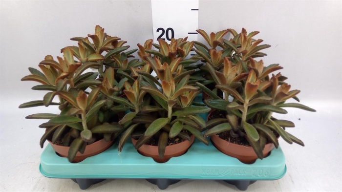 <h4>Kalanchoe NF tomentosa</h4>