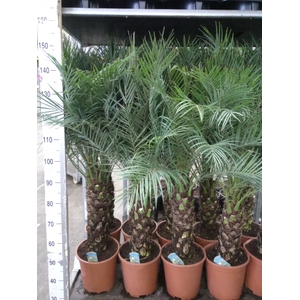 Phoenix roebelenii