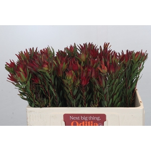 Leucadendron Blush