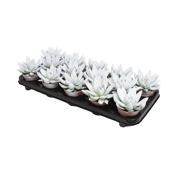 <h4>Echeveria coloured white</h4>