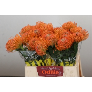 Nutans Ayoba Orange