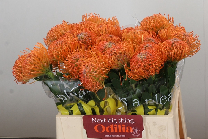 Nutans Ayoba Orange