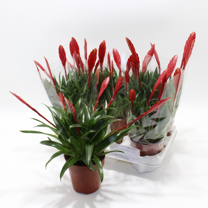 <h4>VRIES CONCHITA</h4>