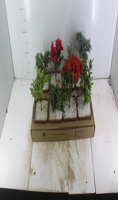 <h4>BONSAI JUNIOR VASO PLASTICO 1.1L</h4>