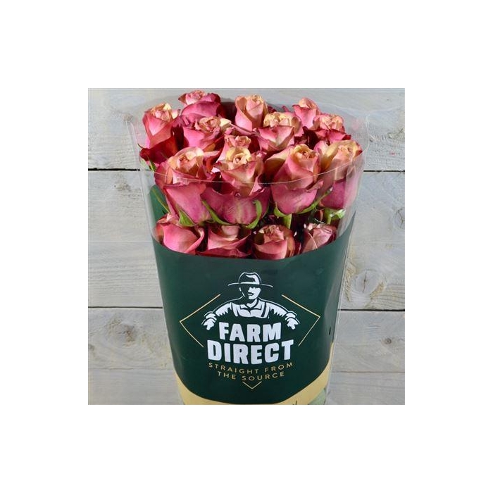 <h4>R Gr Vintage</h4>