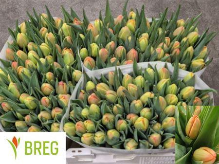 <h4>Tu Du Icoon</h4>