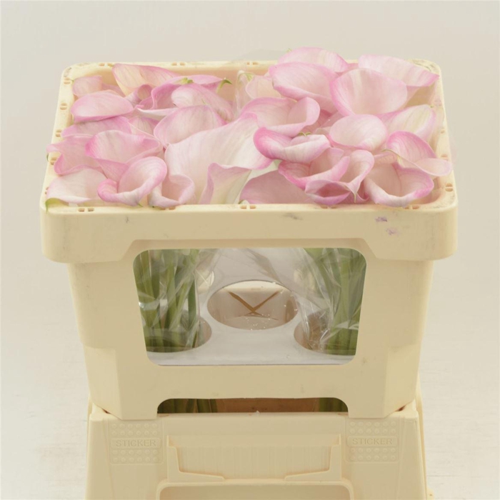 <h4>Calla Alma | XXL</h4>