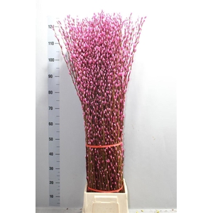 Salix Wilgenkatjes Pink 120cm Klbh