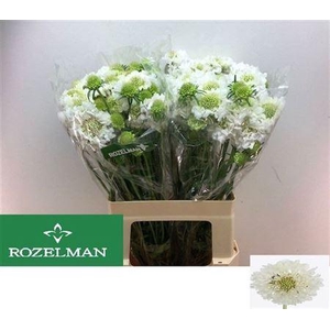 Scabiosa Focal Scoop White