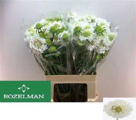 <h4>Scabiosa Focal Scoop White</h4>