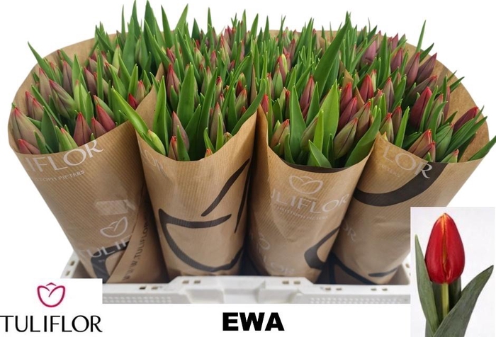 <h4>TU EN DENMARK</h4>