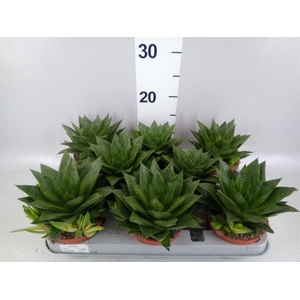 Gasteria