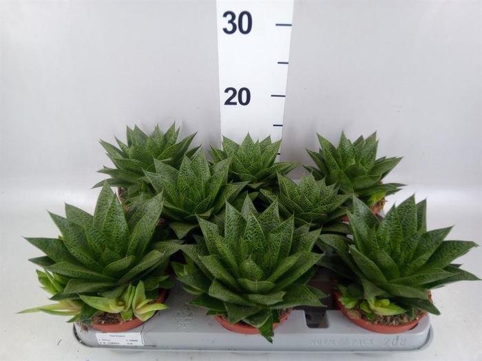 <h4>Gasteria</h4>