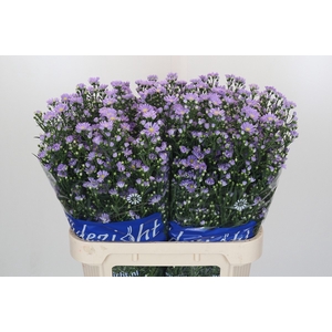Aster Cassandra