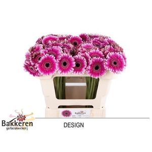 Ge Mi Design