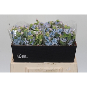 Oxypetalum Tweedia Blue