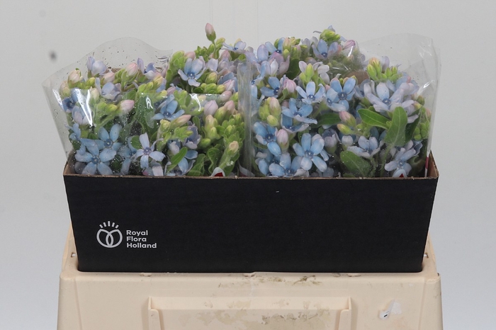 <h4>Oxypetalum Tweedia Blue</h4>