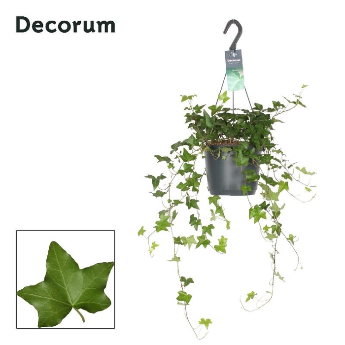 Hedera Helix hangpot Pittsburgh