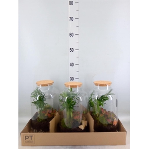 Arr.   Kamerplant Groen H%