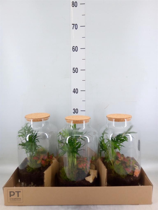 <h4>Arr. Kamerplant Groen H%</h4>