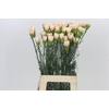 Dianthus St Apple Tea