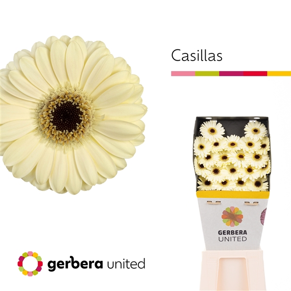 <h4>Ge Mi Casillas+ - Gerbera United</h4>
