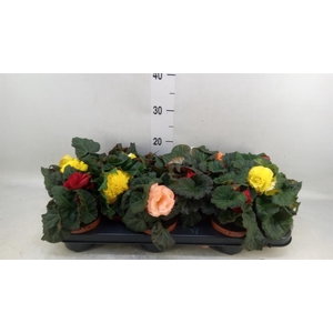 Begonia tuber.   ...
