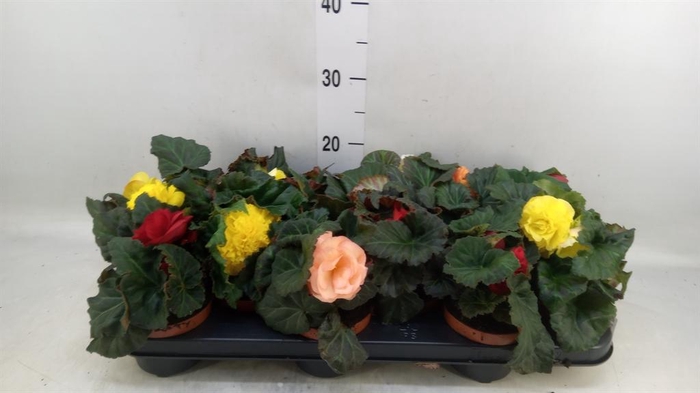 <h4>Begonia tuber.   ...</h4>