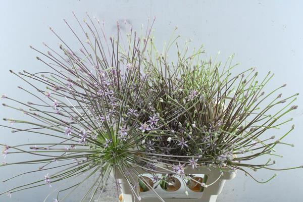 <h4>Allium Schubertii L 65 !!!!!</h4>