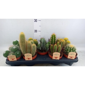 Cactus   ...mix