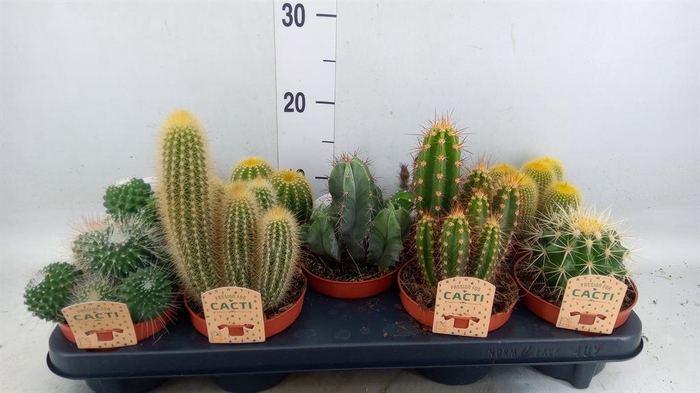 <h4>Cactus   ...mix</h4>