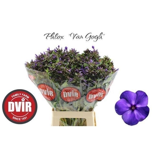 PHLOX VAN GOGH