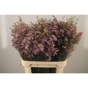 Chamelaucium Early Nir Pale Pink