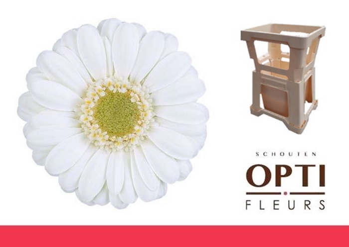 <h4>Germini Albino Water</h4>