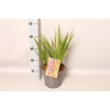 vaste planten 19 cm  Crocosmia Princess  Rood, roze